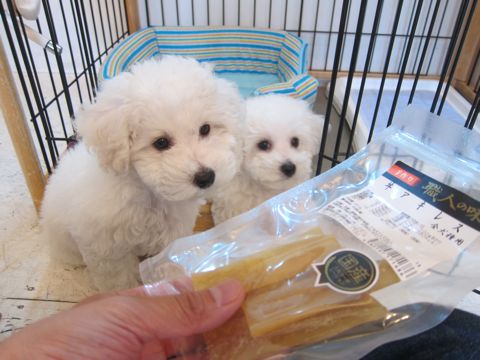 ビションフリーゼフントヒュッテ東京かわいいビション子犬関東こいぬ文京区ビションフリーゼ画像ビションフリーゼおんなのこメス子犬生まれてる都内Bichon Frise 488.jpg
