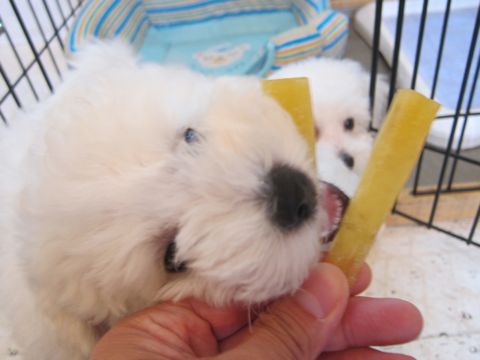ビションフリーゼフントヒュッテ東京かわいいビション子犬関東こいぬ文京区ビションフリーゼ画像ビションフリーゼおんなのこメス子犬生まれてる都内Bichon Frise 489.jpg