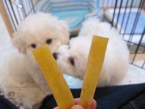 ビションフリーゼフントヒュッテ東京かわいいビション子犬関東こいぬ文京区ビションフリーゼ画像ビションフリーゼおんなのこメス子犬生まれてる都内Bichon Frise 490.jpg