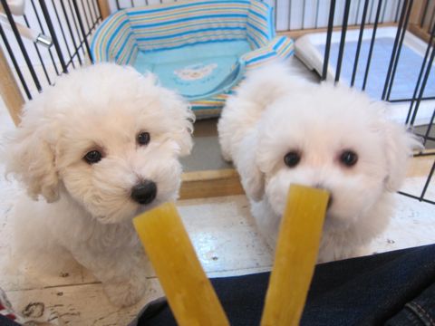ビションフリーゼフントヒュッテ東京かわいいビション子犬関東こいぬ文京区ビションフリーゼ画像ビションフリーゼおんなのこメス子犬生まれてる都内Bichon Frise 491.jpg