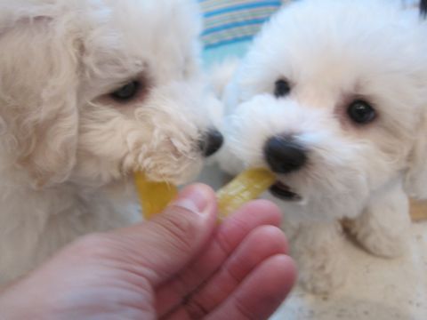 ビションフリーゼフントヒュッテ東京かわいいビション子犬関東こいぬ文京区ビションフリーゼ画像ビションフリーゼおんなのこメス子犬生まれてる都内Bichon Frise 492.jpg