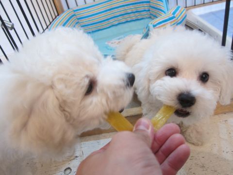 ビションフリーゼフントヒュッテ東京かわいいビション子犬関東こいぬ文京区ビションフリーゼ画像ビションフリーゼおんなのこメス子犬生まれてる都内Bichon Frise 493.jpg