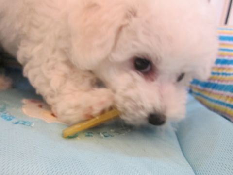 ビションフリーゼフントヒュッテ東京かわいいビション子犬関東こいぬ文京区ビションフリーゼ画像ビションフリーゼおんなのこメス子犬生まれてる都内Bichon Frise 494.jpg