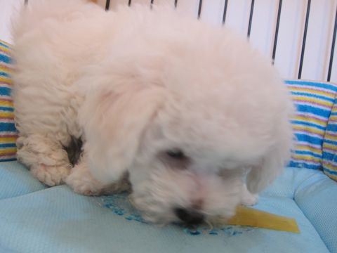 ビションフリーゼフントヒュッテ東京かわいいビション子犬関東こいぬ文京区ビションフリーゼ画像ビションフリーゼおんなのこメス子犬生まれてる都内Bichon Frise 495.jpg