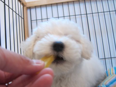 ビションフリーゼフントヒュッテ東京かわいいビション子犬関東こいぬ文京区ビションフリーゼ画像ビションフリーゼおんなのこメス子犬生まれてる都内Bichon Frise 496.jpg
