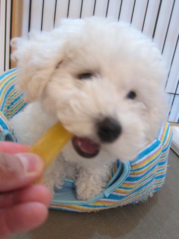 ビションフリーゼフントヒュッテ東京かわいいビション子犬関東こいぬ文京区ビションフリーゼ画像ビションフリーゼおんなのこメス子犬生まれてる都内Bichon Frise 497.jpg