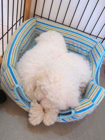 ビションフリーゼフントヒュッテ東京かわいいビション子犬関東こいぬ文京区ビションフリーゼ画像ビションフリーゼおんなのこメス子犬生まれてる都内Bichon Frise 498.jpg