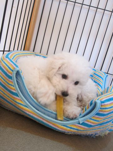 ビションフリーゼフントヒュッテ東京かわいいビション子犬関東こいぬ文京区ビションフリーゼ画像ビションフリーゼおんなのこメス子犬生まれてる都内Bichon Frise 499.jpg