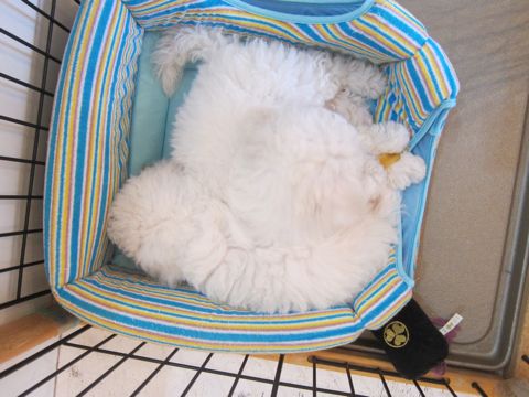 ビションフリーゼフントヒュッテ東京かわいいビション子犬関東こいぬ文京区ビションフリーゼ画像ビションフリーゼおんなのこメス子犬生まれてる都内Bichon Frise 500.jpg