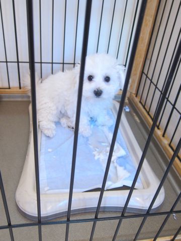 ビションフリーゼフントヒュッテ東京かわいいビション子犬関東こいぬ文京区ビションフリーゼ画像ビションフリーゼおんなのこメス子犬生まれてる都内Bichon Frise 520.jpg