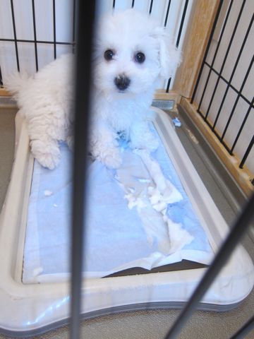 ビションフリーゼフントヒュッテ東京かわいいビション子犬関東こいぬ文京区ビションフリーゼ画像ビションフリーゼおんなのこメス子犬生まれてる都内Bichon Frise 521.jpg