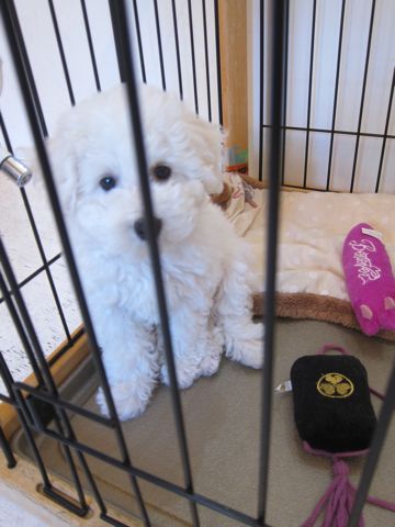 ビションフリーゼフントヒュッテ東京かわいいビション子犬関東こいぬ文京区ビションフリーゼ画像ビションフリーゼおんなのこメス子犬生まれてる都内Bichon Frise 522.jpg