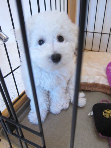 ビションフリーゼフントヒュッテ東京かわいいビション子犬関東こいぬ文京区ビションフリーゼ画像ビションフリーゼおんなのこメス子犬生まれてる都内Bichon Frise 523.jpg