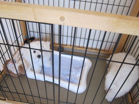 ビションフリーゼフントヒュッテ東京かわいいビション子犬関東こいぬ文京区ビションフリーゼ画像ビションフリーゼおんなのこメス子犬生まれてる都内Bichon Frise 526.jpg