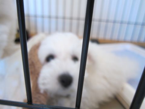 ビションフリーゼフントヒュッテ東京かわいいビション子犬関東こいぬ文京区ビションフリーゼ画像ビションフリーゼおんなのこメス子犬生まれてる都内Bichon Frise 529.jpg