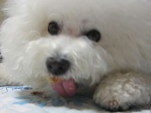 犬おあずかりペットホテル東京ビションフリーゼ犬ホテル料金フントヒュッテ文京区トリミングサロン都内ペットホテルおさんぽ関東ビショントリミング駒込12.jpg