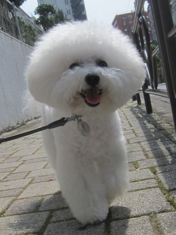 犬おあずかりペットホテル東京ビションフリーゼ犬ホテル料金フントヒュッテ文京区トリミングサロン都内ペットホテルおさんぽ関東ビショントリミング駒込38.jpg
