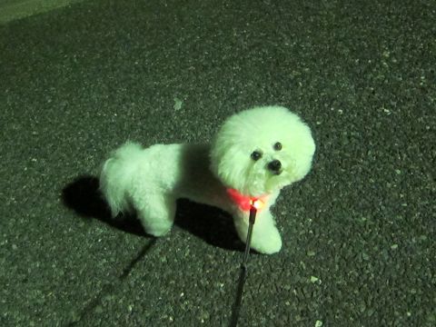 犬おあずかりペットホテル東京ビションフリーゼ犬ホテル料金フントヒュッテ文京区トリミングサロン都内ペットホテルおさんぽ関東ビショントリミング駒込39.jpg