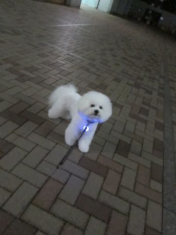 犬おあずかりペットホテル東京ビションフリーゼ犬ホテル料金フントヒュッテ文京区トリミングサロン都内ペットホテルおさんぽ関東ビショントリミング駒込55.jpg