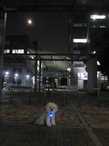 犬おあずかりペットホテル東京ビションフリーゼ犬ホテル料金フントヒュッテ文京区トリミングサロン都内ペットホテルおさんぽ関東ビショントリミング駒込62.jpg