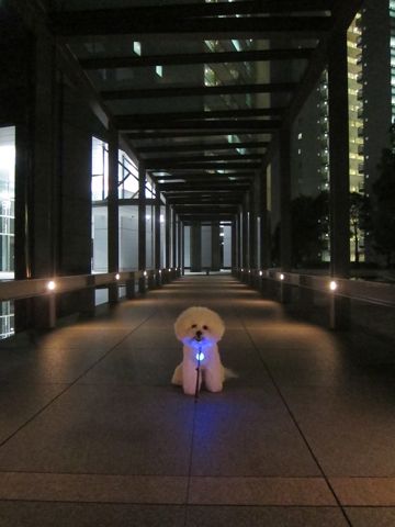 犬おあずかりペットホテル東京ビションフリーゼ犬ホテル料金フントヒュッテ文京区トリミングサロン都内ペットホテルおさんぽ関東ビショントリミング駒込67.jpg