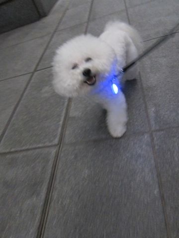 犬おあずかりペットホテル東京ビションフリーゼ犬ホテル料金フントヒュッテ文京区トリミングサロン都内ペットホテルおさんぽ関東ビショントリミング駒込74.jpg
