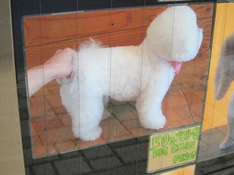 トリミング文京区フントヒュッテ東京ビションフリーゼカットスタイル画像トイプードルカットモデル関東コーギートリミング画像トイプードルカットスタイル22.jpg