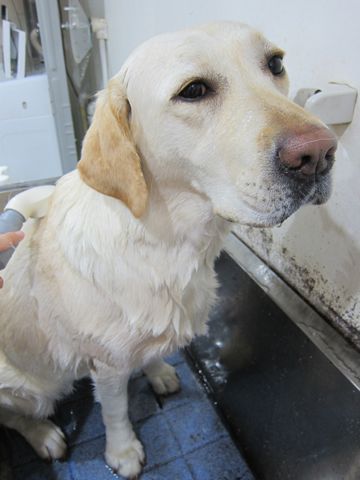 ラブラドール・レトリバートリミング文京区フントヒュッテ都内大型犬トリミング東京かわいいラブラドールレトリバー画像駒込ラブシャンプー関東大型犬画像1.jpg