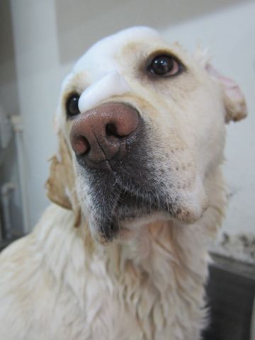 ラブラドール・レトリバートリミング文京区フントヒュッテ都内大型犬トリミング東京かわいいラブラドールレトリバー画像駒込ラブシャンプー関東大型犬画像2.jpg