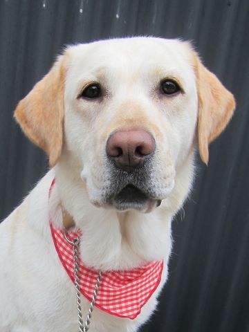 ラブラドール・レトリバートリミング文京区フントヒュッテ都内大型犬トリミング東京かわいいラブラドールレトリバー画像駒込ラブシャンプー関東大型犬画像6.jpg
