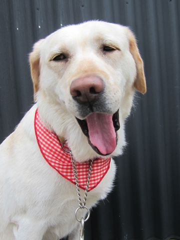 ラブラドール・レトリバートリミング文京区フントヒュッテ都内大型犬トリミング東京かわいいラブラドールレトリバー画像駒込ラブシャンプー関東大型犬画像7.jpg