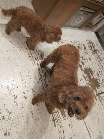 トイプードルペットホテル様子おさんぽ犬おあずかり文京区フントヒュッテ東京トイプードルトリミング画像トイプーモヒカンカット都内ペットホテル駒込1.jpg