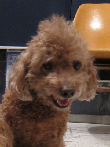 トイプードルペットホテル様子おさんぽ犬おあずかり文京区フントヒュッテ東京トイプードルトリミング画像トイプーモヒカンカット都内ペットホテル駒込3.jpg