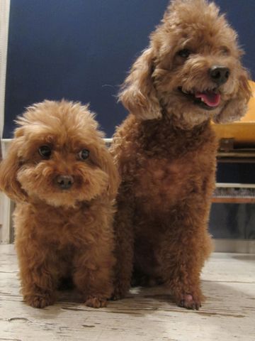 トイプードルペットホテル様子おさんぽ犬おあずかり文京区フントヒュッテ東京トイプードルトリミング画像トイプーモヒカンカット都内ペットホテル駒込4.jpg