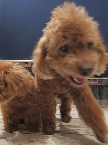 トイプードルペットホテル様子おさんぽ犬おあずかり文京区フントヒュッテ東京トイプードルトリミング画像トイプーモヒカンカット都内ペットホテル駒込5.jpg