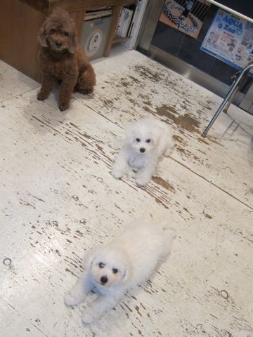 トイプードルペットホテル様子おさんぽ犬おあずかり文京区フントヒュッテ東京トイプードルトリミング画像トイプーモヒカンカット都内ペットホテル駒込7.jpg