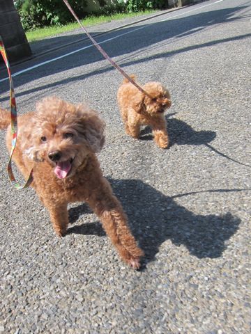 トイプードルペットホテル様子おさんぽ犬おあずかり文京区フントヒュッテ東京トイプードルトリミング画像トイプーモヒカンカット都内ペットホテル駒込8.jpg