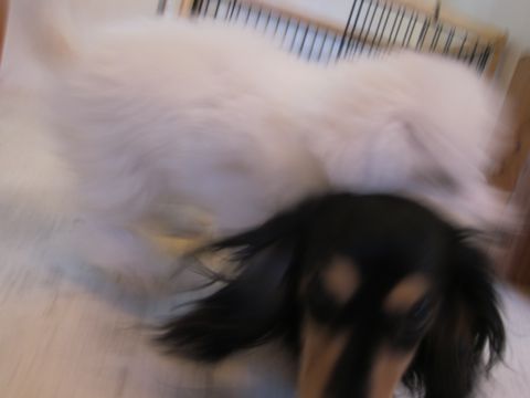 ダックスペットホテル様子おさんぽ犬おあずかり文京区フントヒュッテ東京ダックストリミング画像都内ペットホテル駒込カニヘンダックスカニンヘンダックス1.jpg