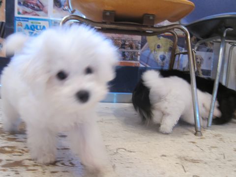 ダックスペットホテル様子おさんぽ犬おあずかり文京区フントヒュッテ東京ダックストリミング画像都内ペットホテル駒込カニヘンダックスカニンヘンダックス4.jpg