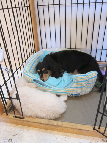ダックスペットホテル様子おさんぽ犬おあずかり文京区フントヒュッテ東京ダックストリミング画像都内ペットホテル駒込カニヘンダックスカニンヘンダックス6.jpg