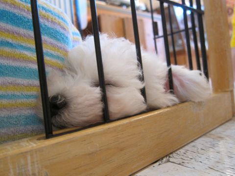 ダックスペットホテル様子おさんぽ犬おあずかり文京区フントヒュッテ東京ダックストリミング画像都内ペットホテル駒込カニヘンダックスカニンヘンダックス8.jpg