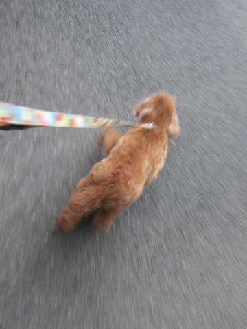 トイプードルペットホテル様子おさんぽ犬おあずかり文京区フントヒュッテ東京トイプードルトリミング画像トイプーモヒカンカット都内ペットホテル駒込9.jpg