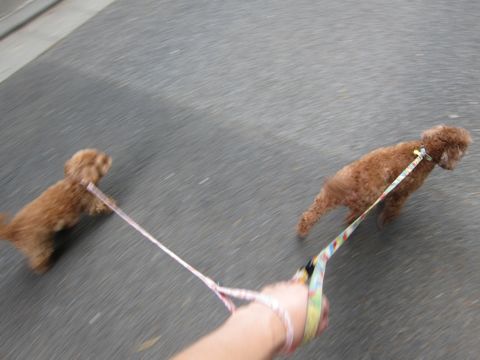 トイプードルペットホテル様子おさんぽ犬おあずかり文京区フントヒュッテ東京トイプードルトリミング画像トイプーモヒカンカット都内ペットホテル駒込10.jpg