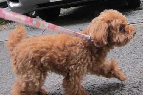 トイプードルペットホテル様子おさんぽ犬おあずかり文京区フントヒュッテ東京トイプードルトリミング画像トイプーモヒカンカット都内ペットホテル駒込11.jpg