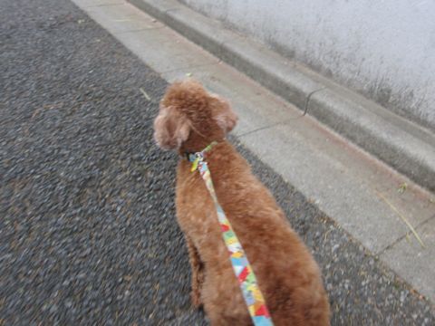トイプードルペットホテル様子おさんぽ犬おあずかり文京区フントヒュッテ東京トイプードルトリミング画像トイプーモヒカンカット都内ペットホテル駒込12.jpg