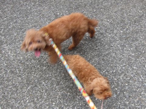 トイプードルペットホテル様子おさんぽ犬おあずかり文京区フントヒュッテ東京トイプードルトリミング画像トイプーモヒカンカット都内ペットホテル駒込13.jpg