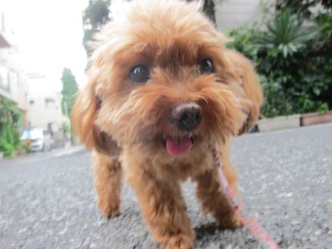 トイプードルペットホテル様子おさんぽ犬おあずかり文京区フントヒュッテ東京トイプードルトリミング画像トイプーモヒカンカット都内ペットホテル駒込14.jpg