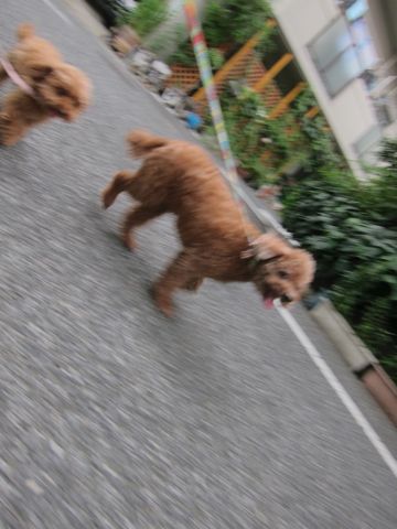 トイプードルペットホテル様子おさんぽ犬おあずかり文京区フントヒュッテ東京トイプードルトリミング画像トイプーモヒカンカット都内ペットホテル駒込15.jpg