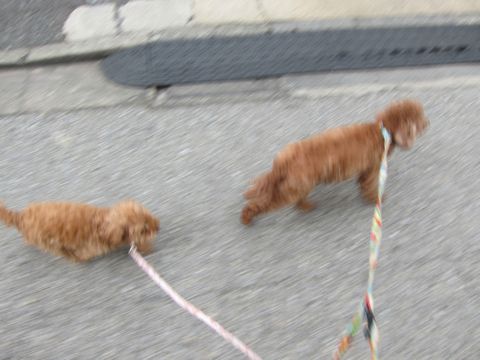 トイプードルペットホテル様子おさんぽ犬おあずかり文京区フントヒュッテ東京トイプードルトリミング画像トイプーモヒカンカット都内ペットホテル駒込16.jpg