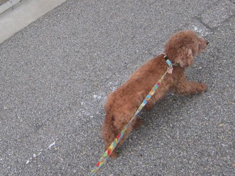 トイプードルペットホテル様子おさんぽ犬おあずかり文京区フントヒュッテ東京トイプードルトリミング画像トイプーモヒカンカット都内ペットホテル駒込17.jpg